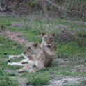 ZMB NOR SouthLuangwa 2016DEC10 NP 056 : 2016, 2016 - African Adventures, Africa, Date, December, Eastern, Month, National Park, Northern, Places, South Luangwa, Trips, Year, Zambia